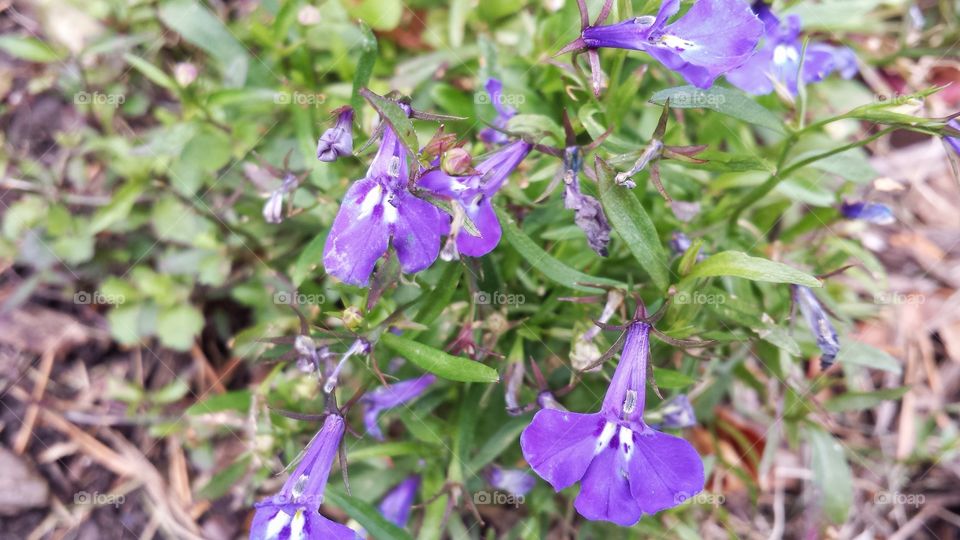 Miniature Purple Flowers