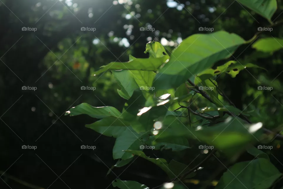 portrait of a plant