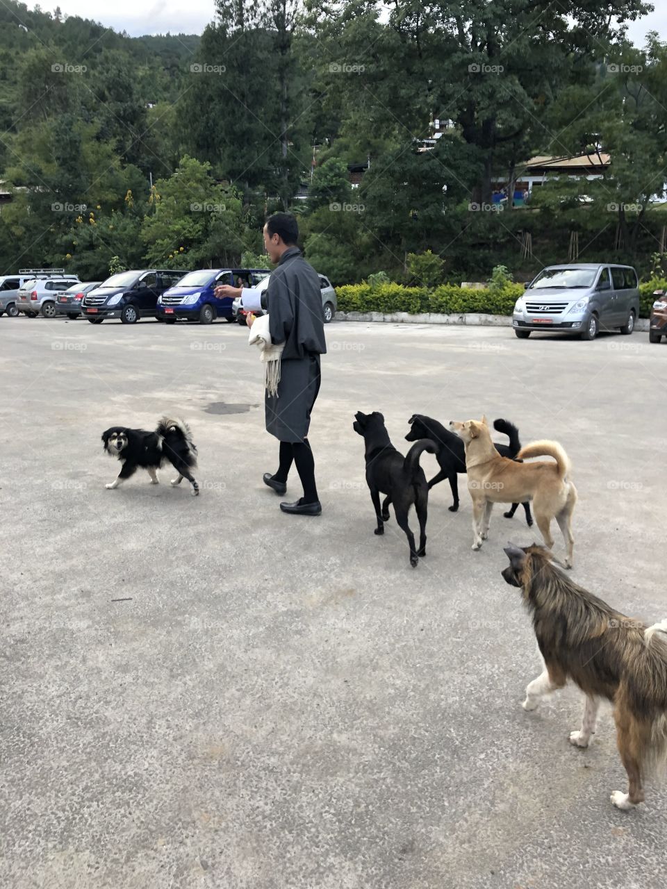 Canine pied piper