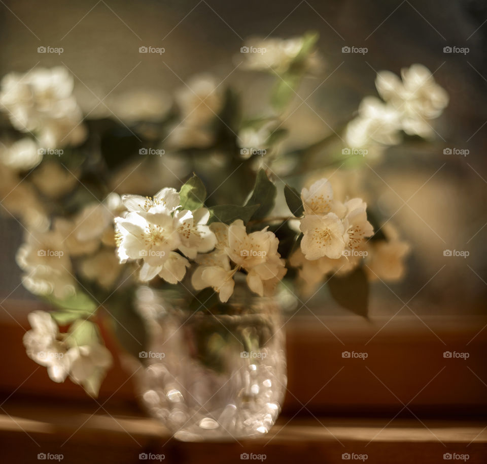 Jasmine close up in bokeh 