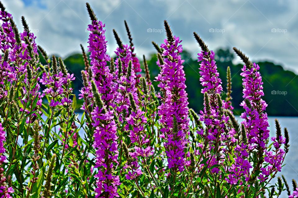 
Plants around us - Beautiful Lupine plant with a cloudy sky backdrop - The pea-like flowers have an upper standard, or banner, two lateral wings, and two lower petals fused into a keel. 