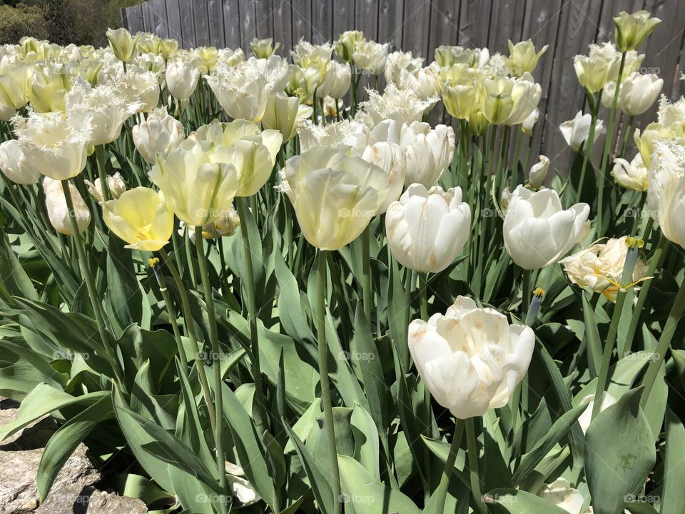 Spring time is for Easter and white Tulips