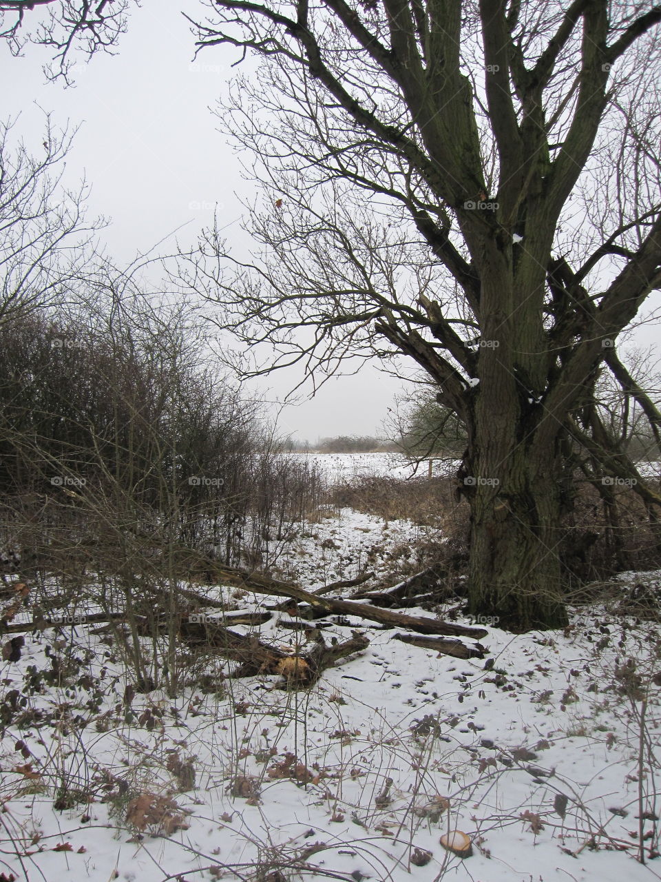 Fallen Branches In The Snow