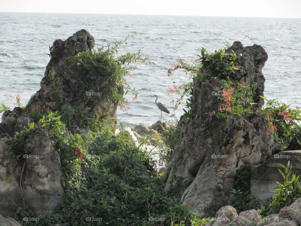 a heron between two rocks