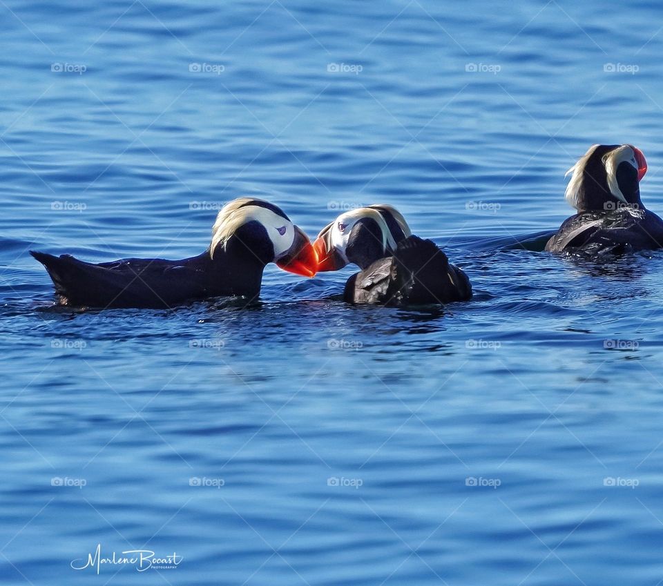 Tufted puffin clacking beaks with its mate