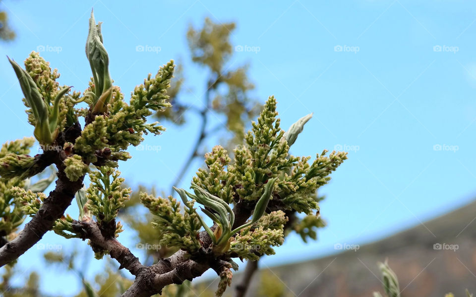 Pistachio flowers