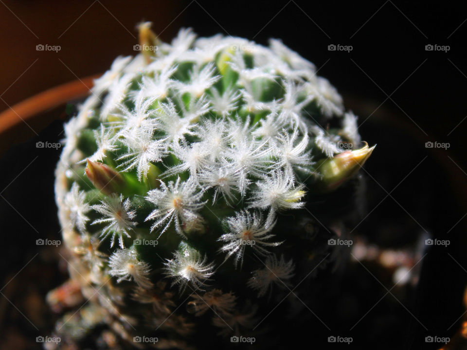 Closeup of a feathery cactus, Mammillaria duwei, native to one area of Mexico. The cactus is just starting to bloom its pale yellow blossoms. 