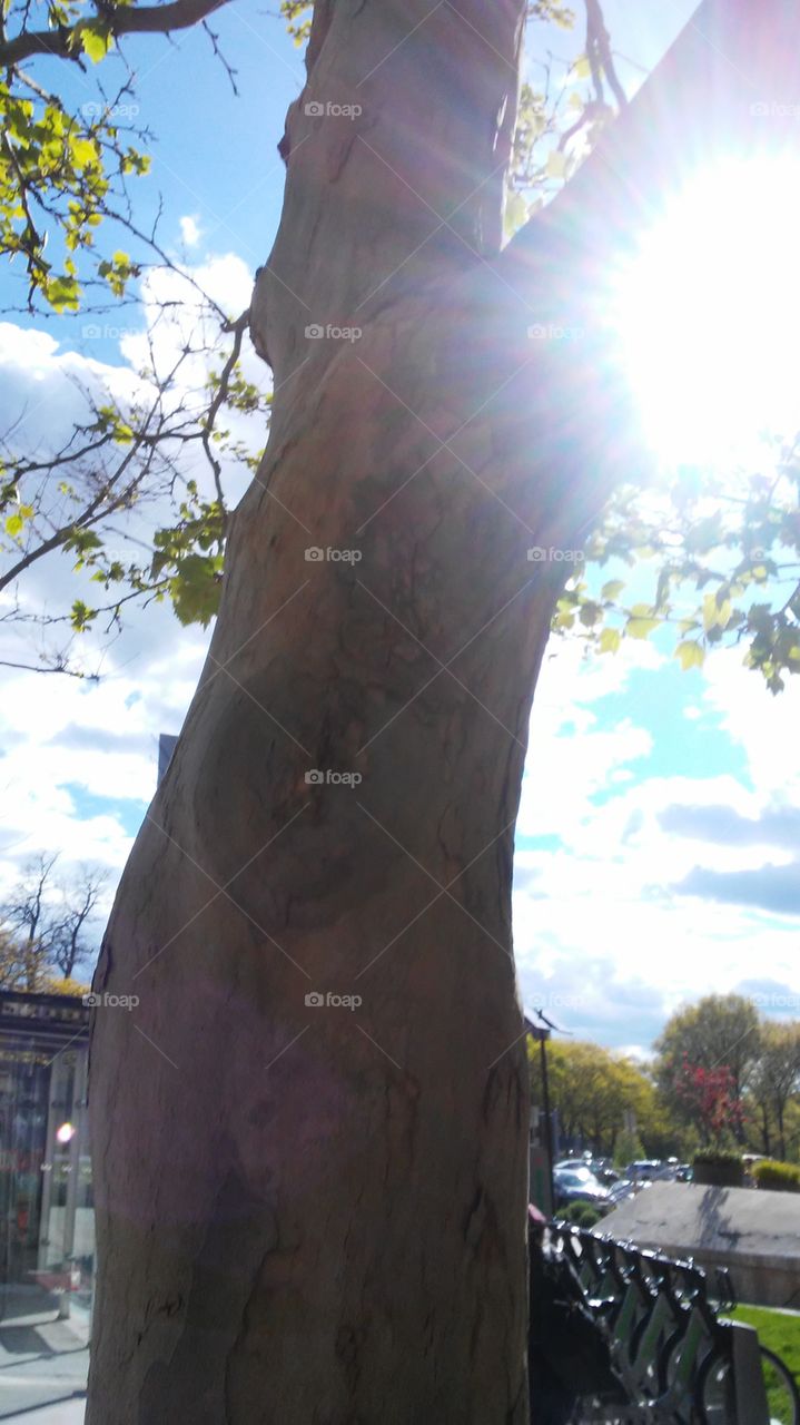 sky. light. tree. leaves. spring. bright. strength