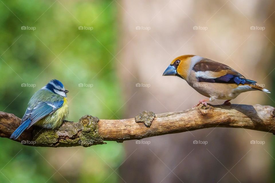Hawfinch and blue tit