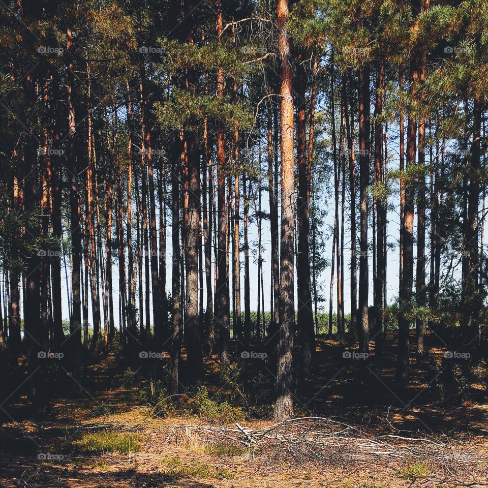 Lights and shadows in beautiful Polish forest