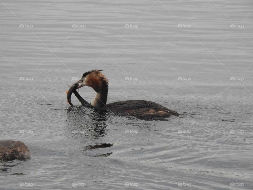 A grebe with a fish 