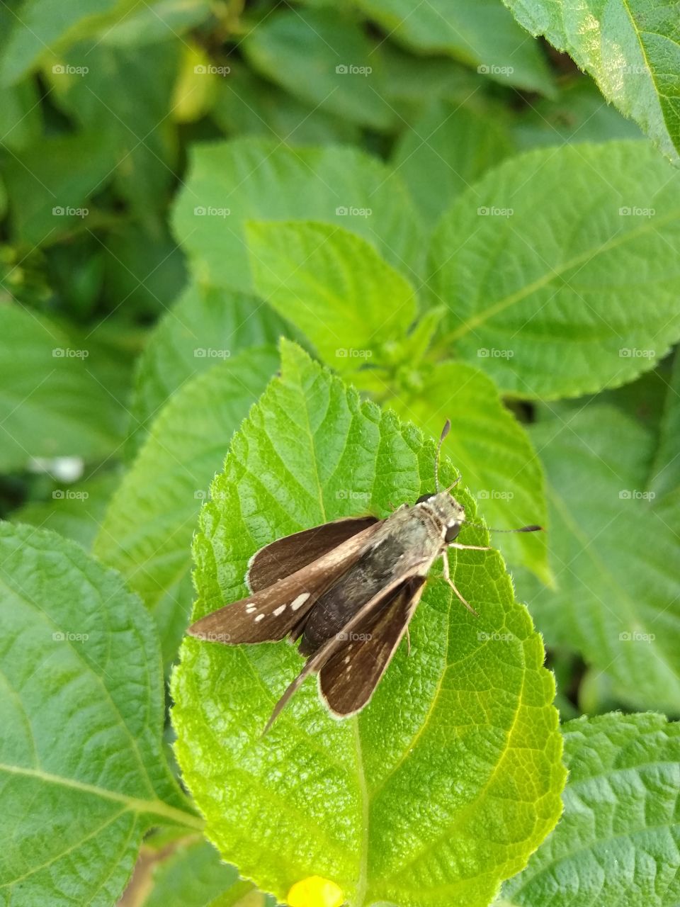 green leaves in butterflyis