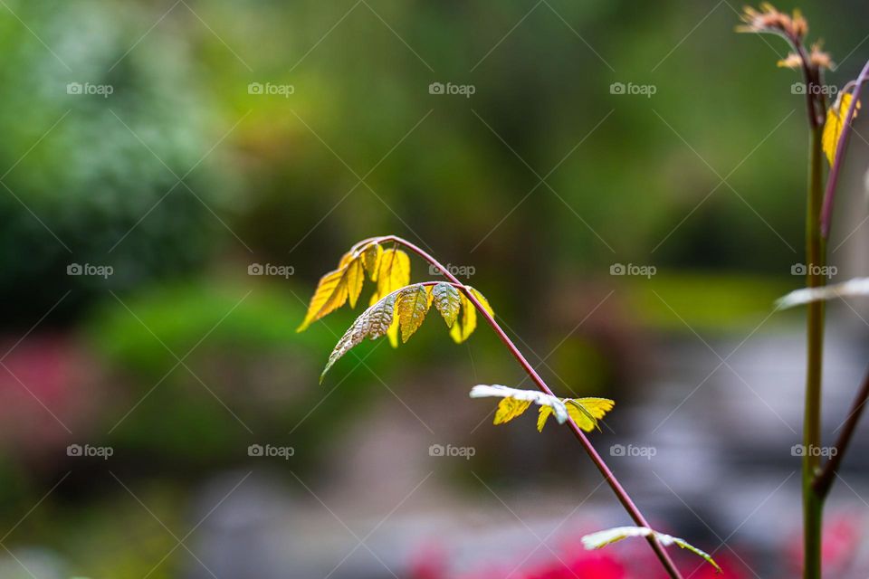 A close up of solo stem or a branch .