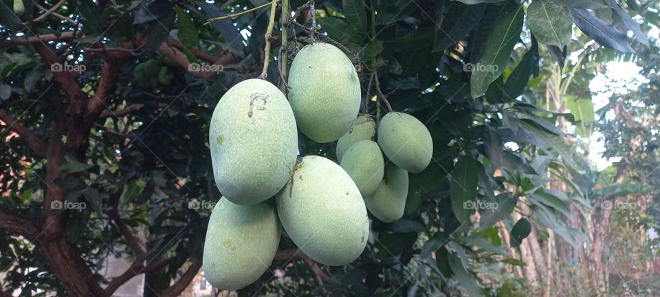 Mango or mempelam is the name of a type of fruit, as well as the name of the tree. Mango belongs to the genus Mangifera