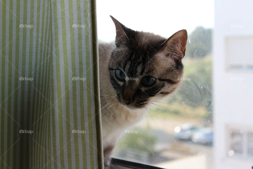 Cat at the window