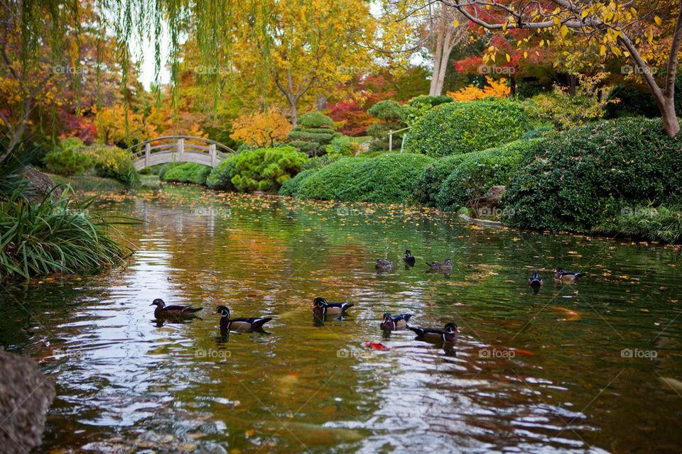 Ducks on a Japanese Pond