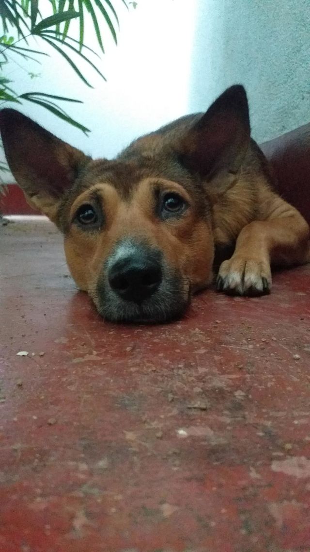 Thinking doggyy