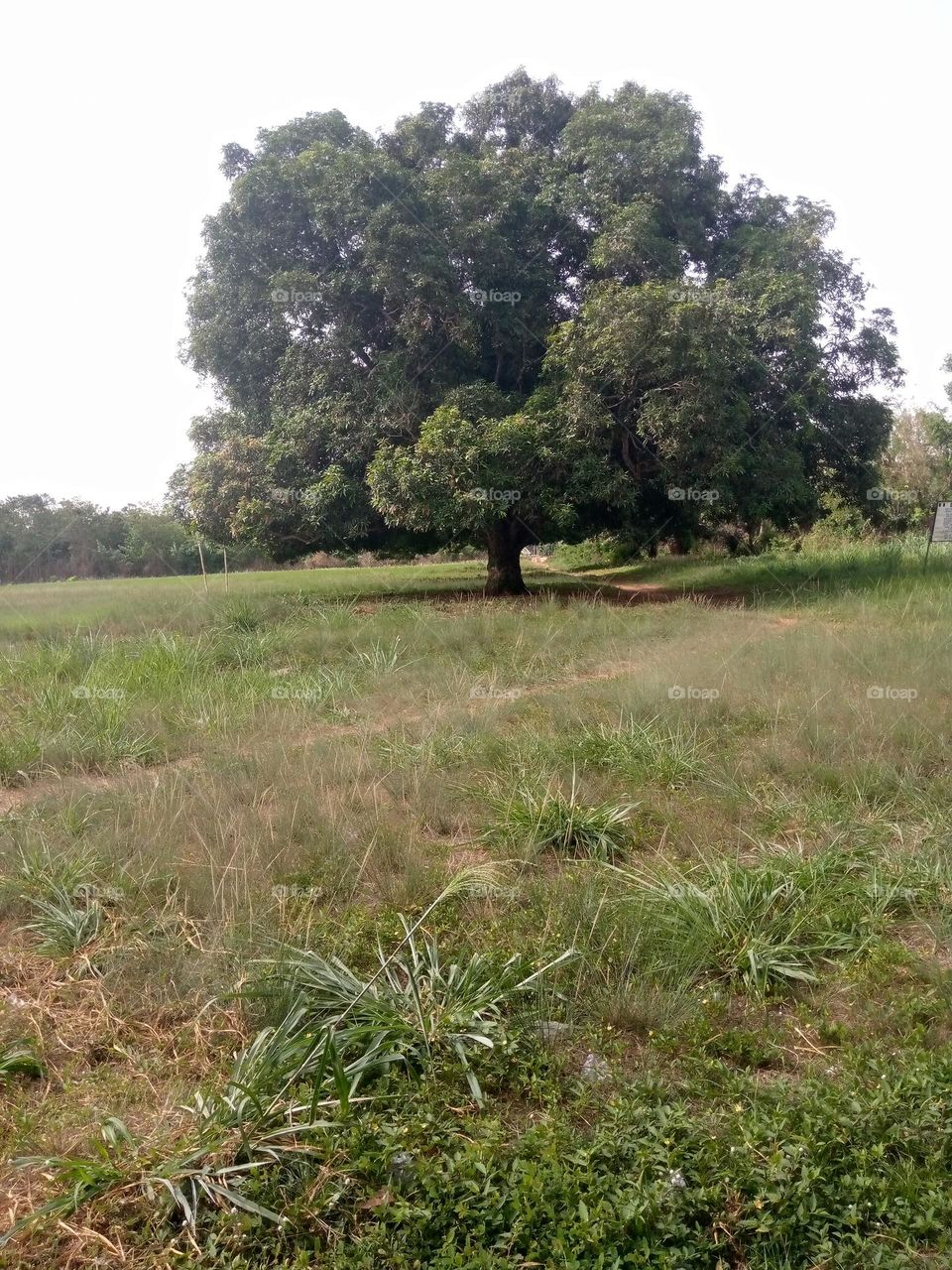 a wide mango tree with a wide background