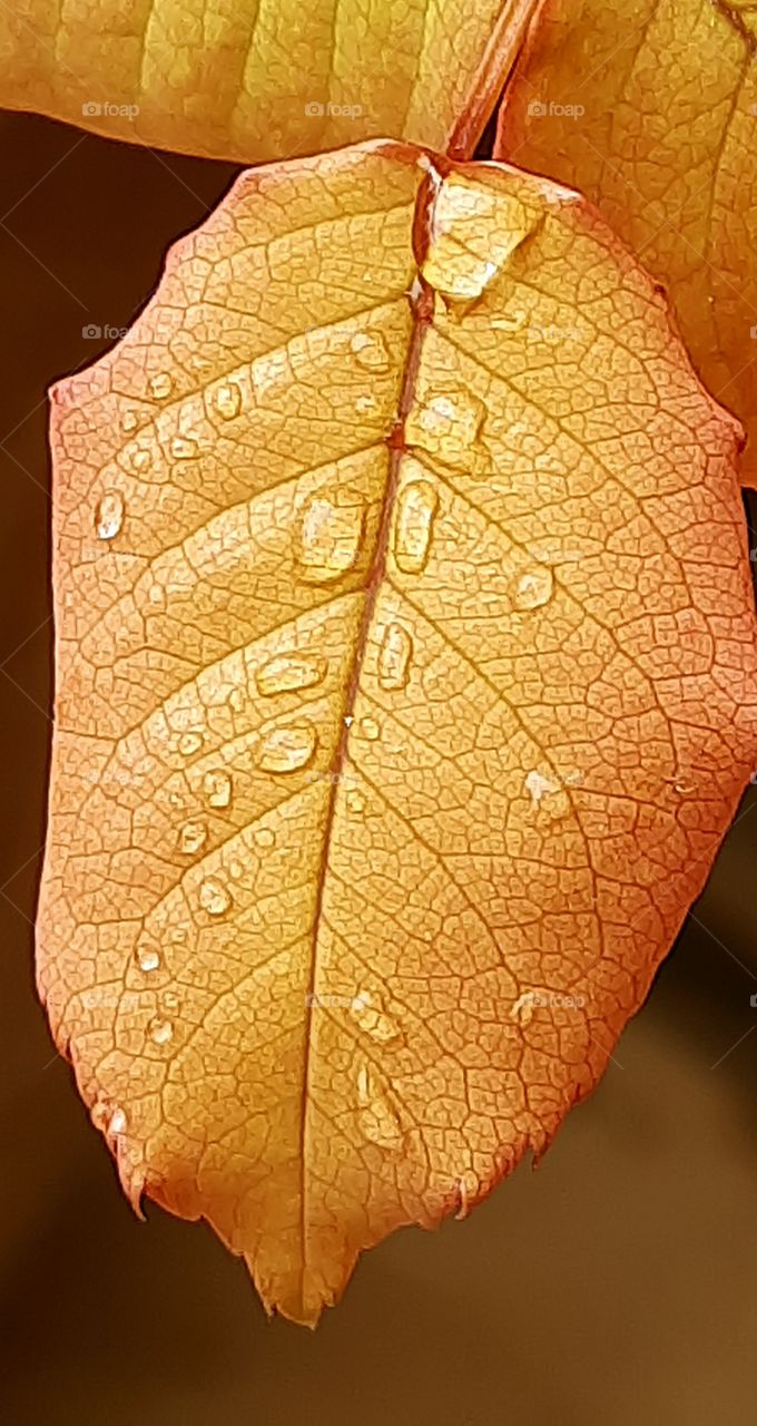 In this photo I captured a beautiful rose leaf macro photography with some water droplets, beauty of nature