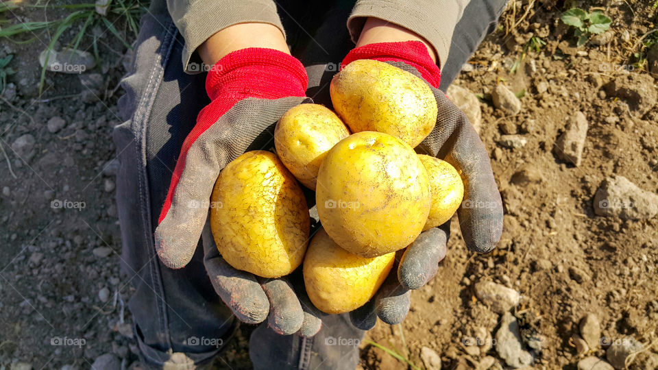 recently collected from the site potatoes in the hands of the girl, is visible only gloves and potatoes, autumn memories