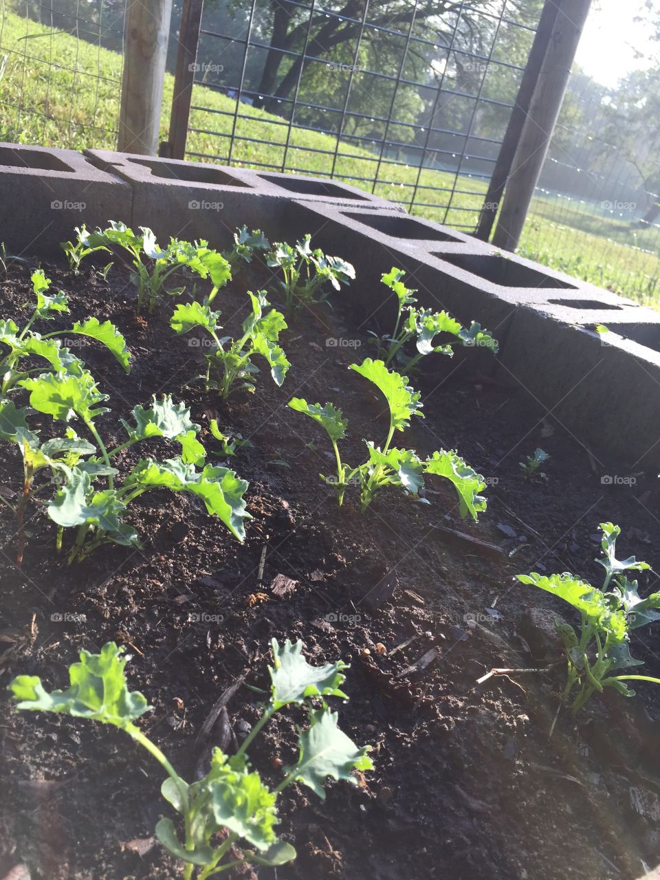 Baby kale plants in a raised garden bed, enclosed by a wire-fenced area and backlit by early morning light on a hazy spring morning 