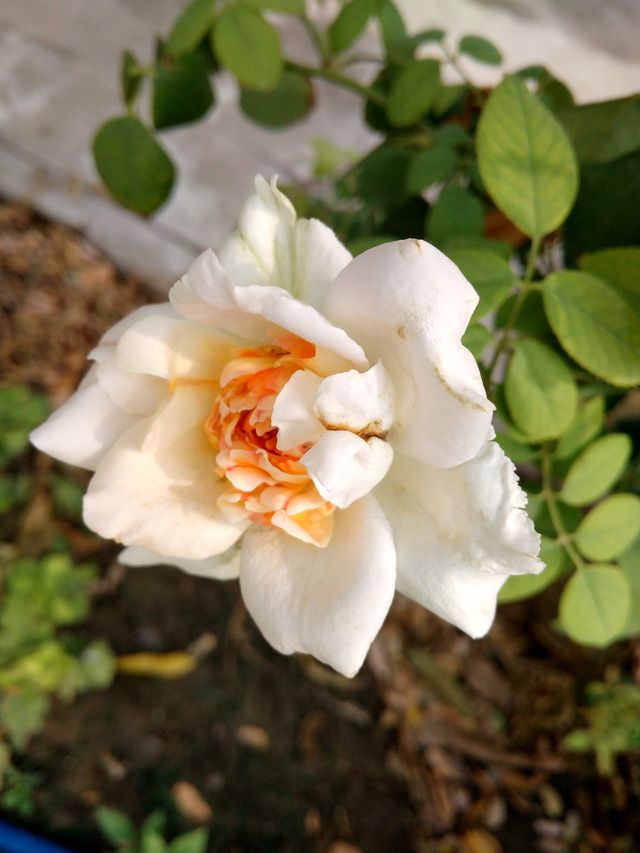 rose