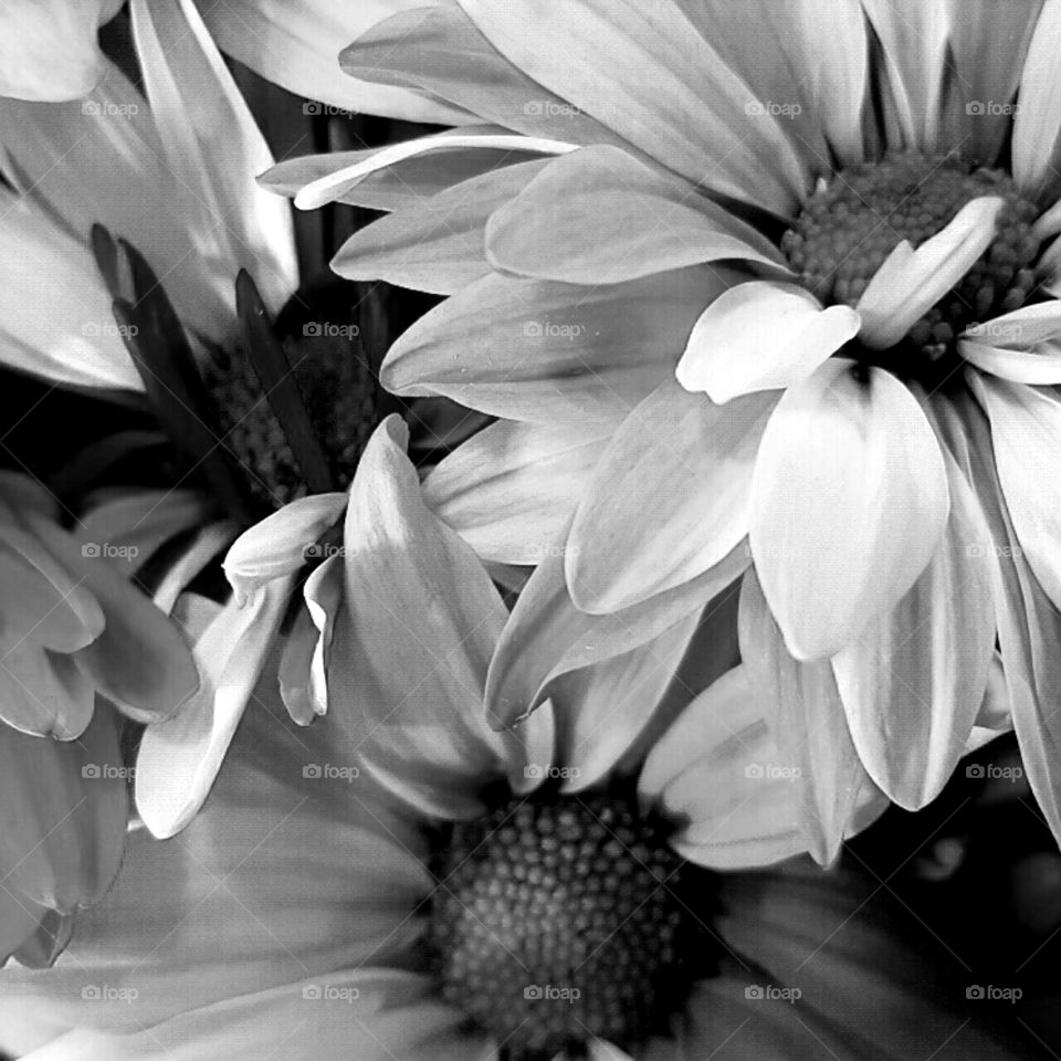 Monochrome, Flower, Nature, Flora, Summer