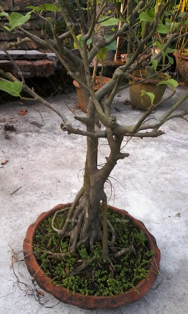 A bansai  of Banian tree on tob in the  nursery