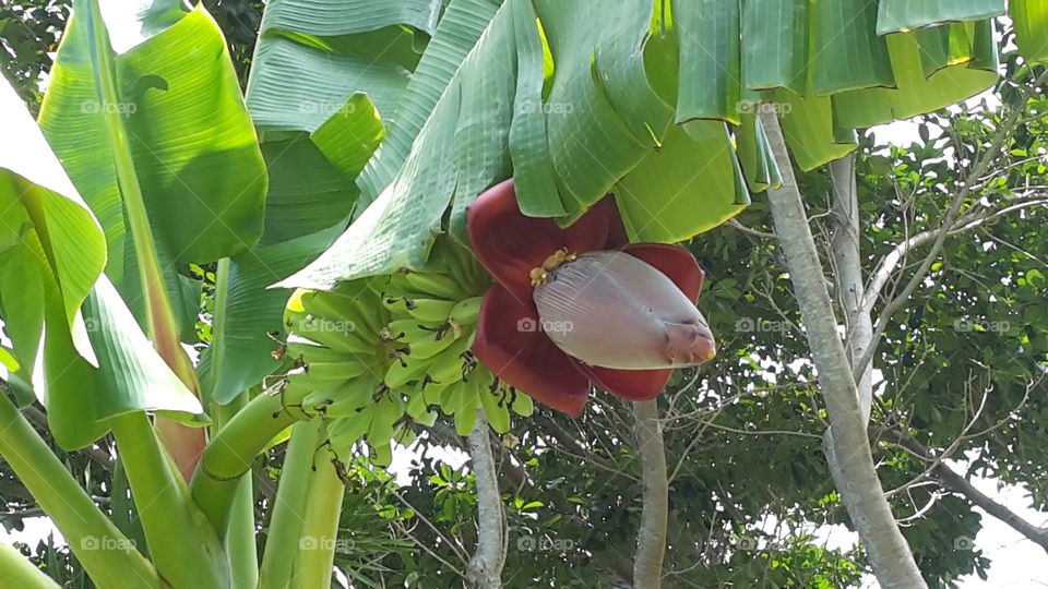flower of banana