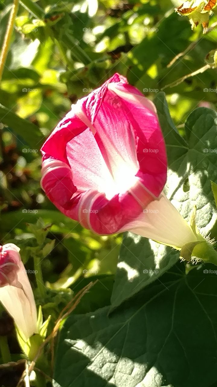 Nature, Leaf, Flora, Flower, Summer