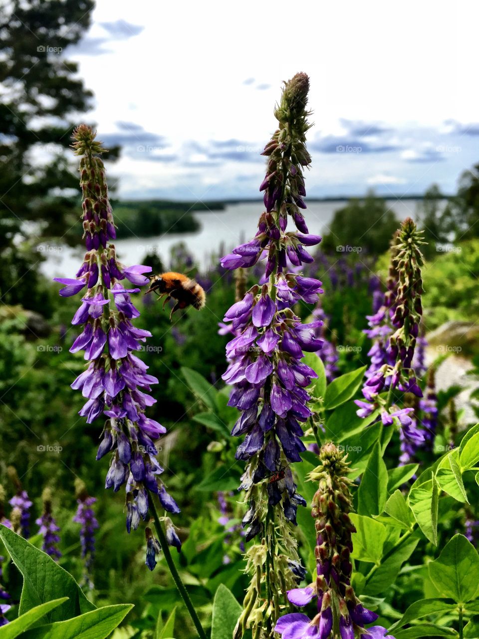 Bumblebee flying to the flowers