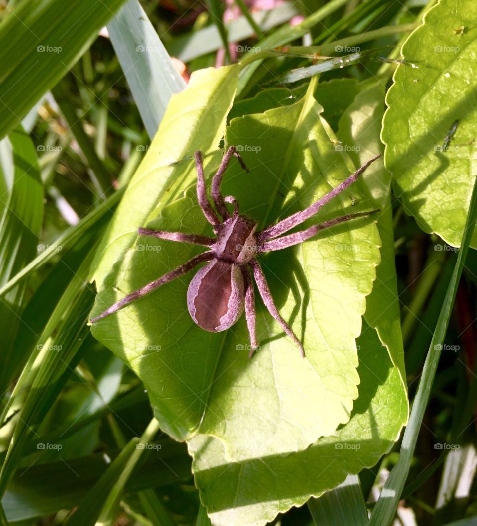 Big spider. Big spider in the backyard