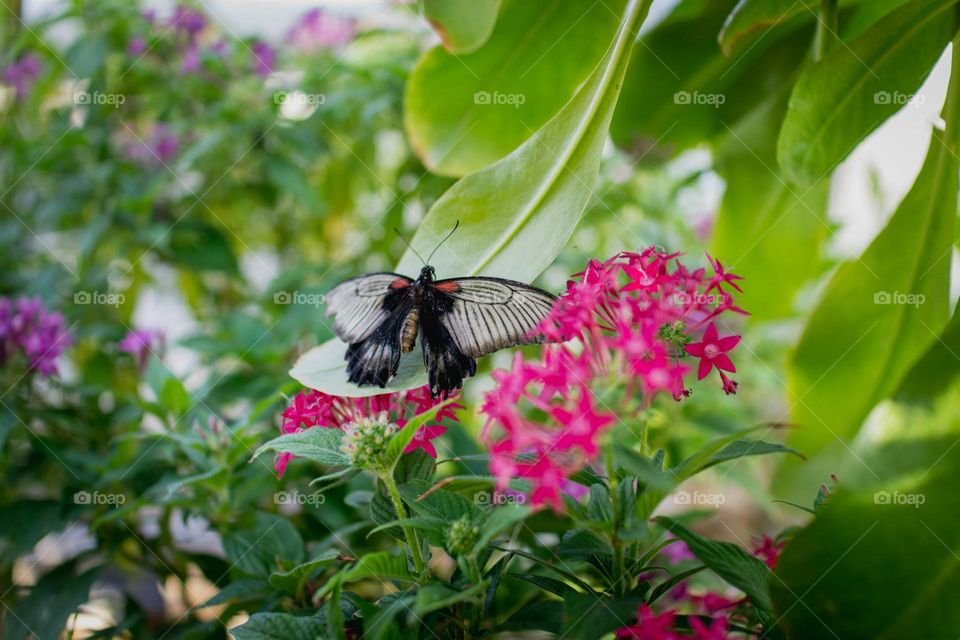 black and white butterfly on pink flower during daytime