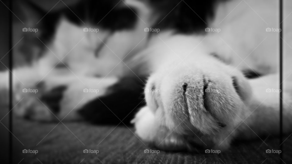 Paw. Cat sleeping