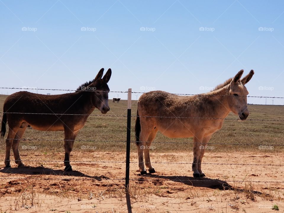 donkeys