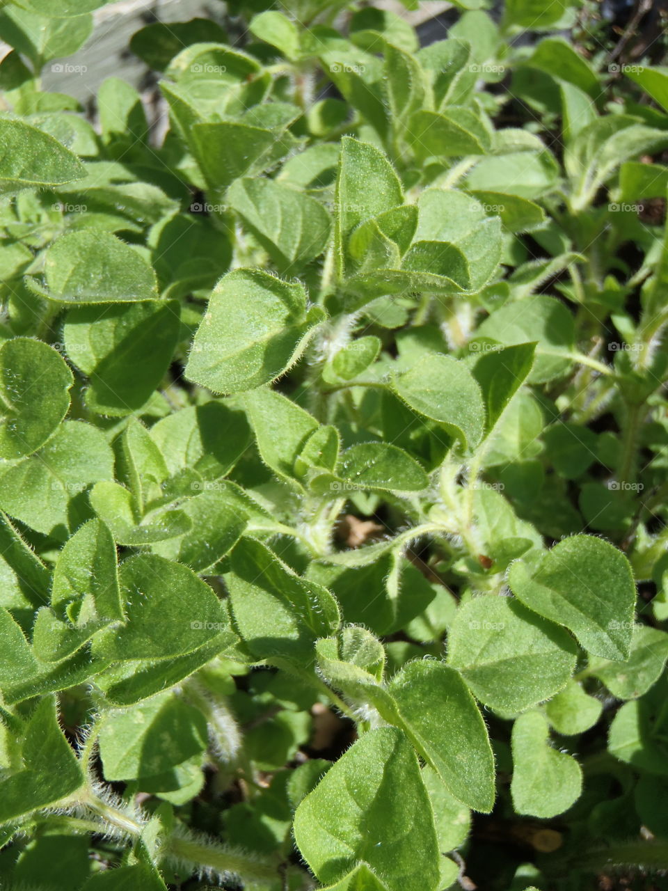 Oregano shoots