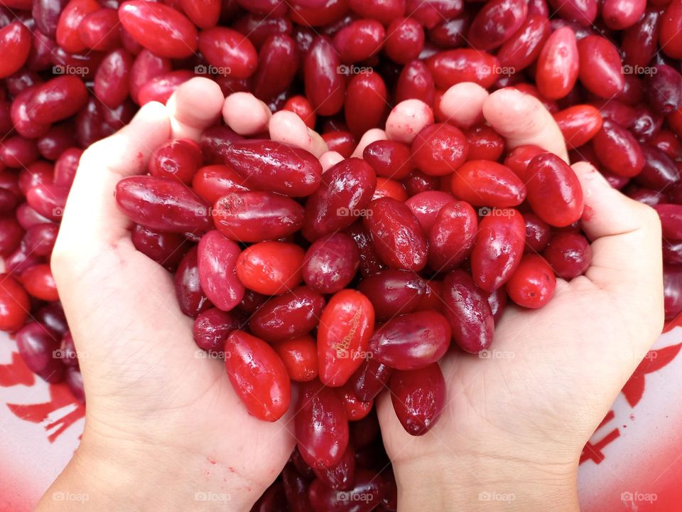 red dogwood berries in hands.