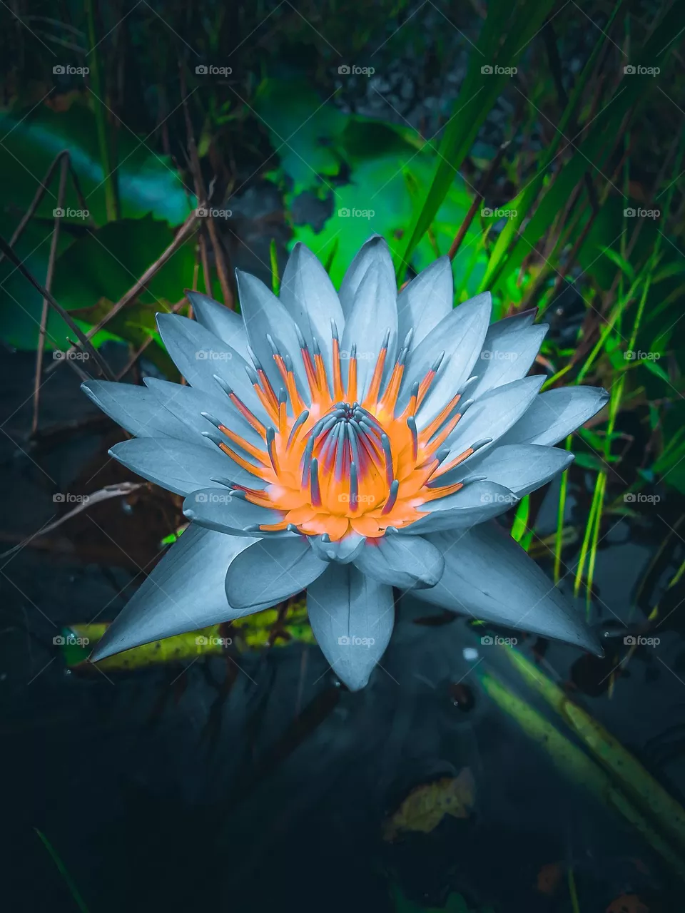 Nil mahanel flower