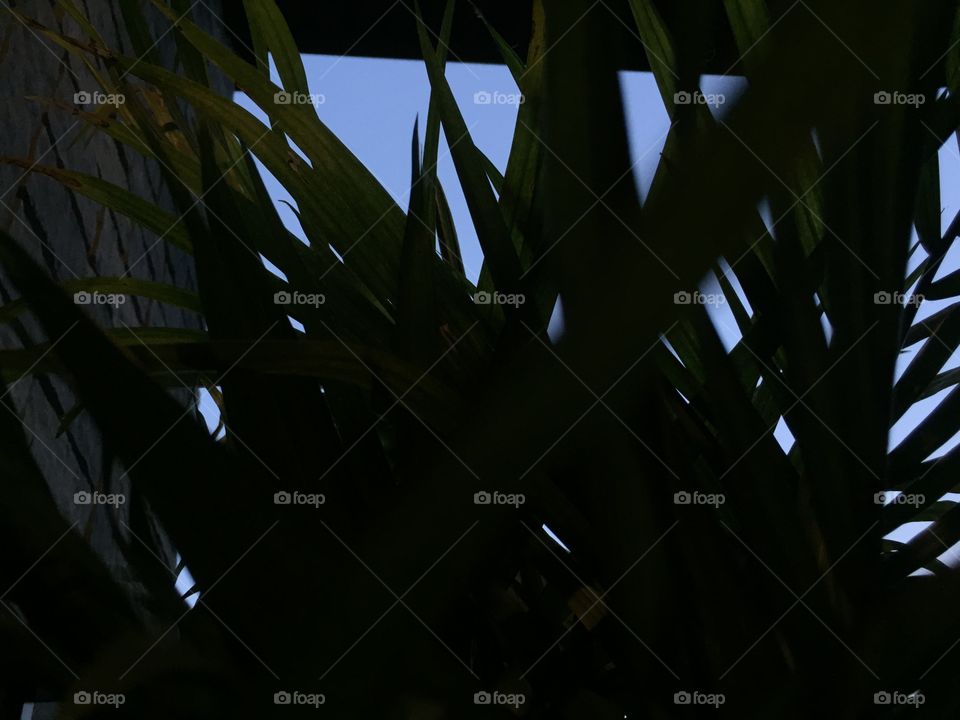 Peeking at the wonderful blue sky through the amazing palmtrees