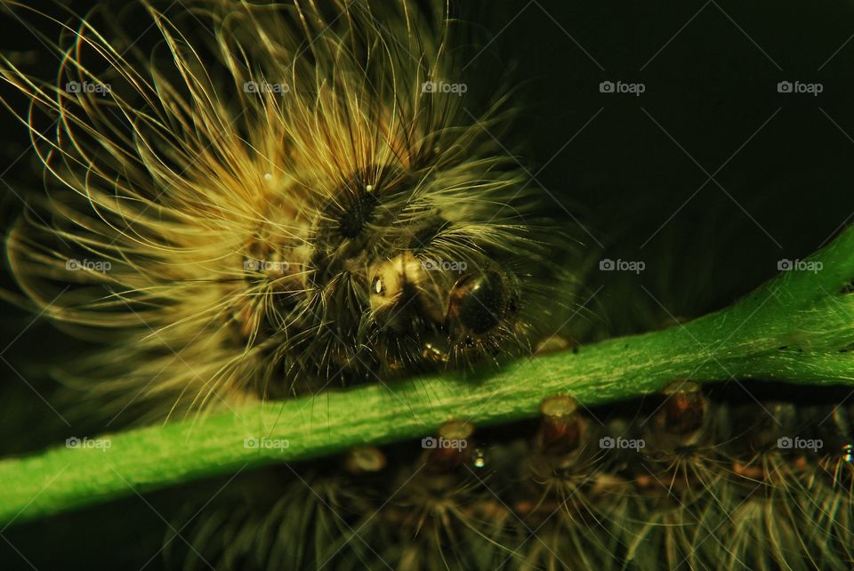 caterpillar insect