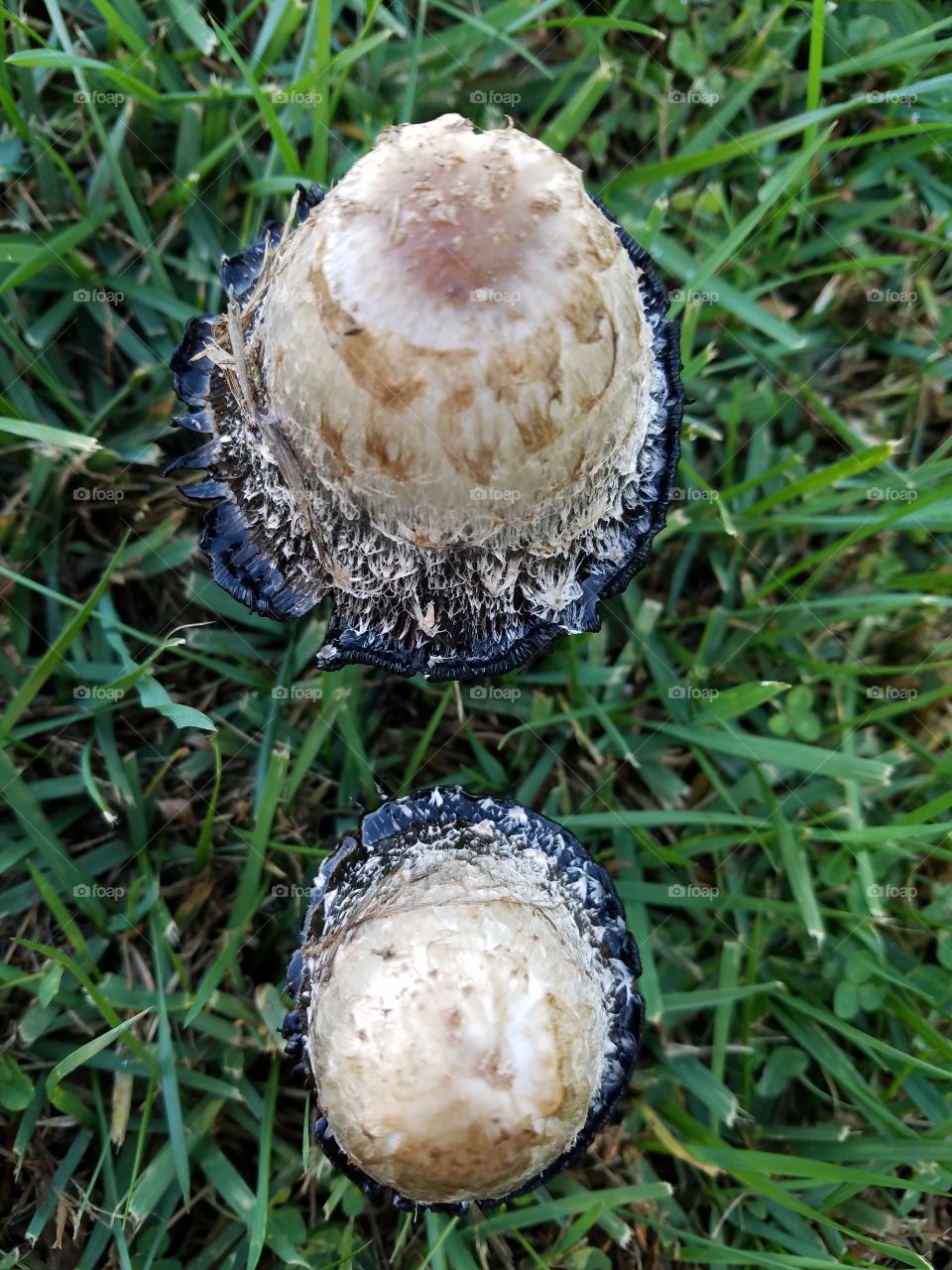 The tops of two mushrooms