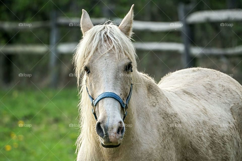 Pony looking at camera