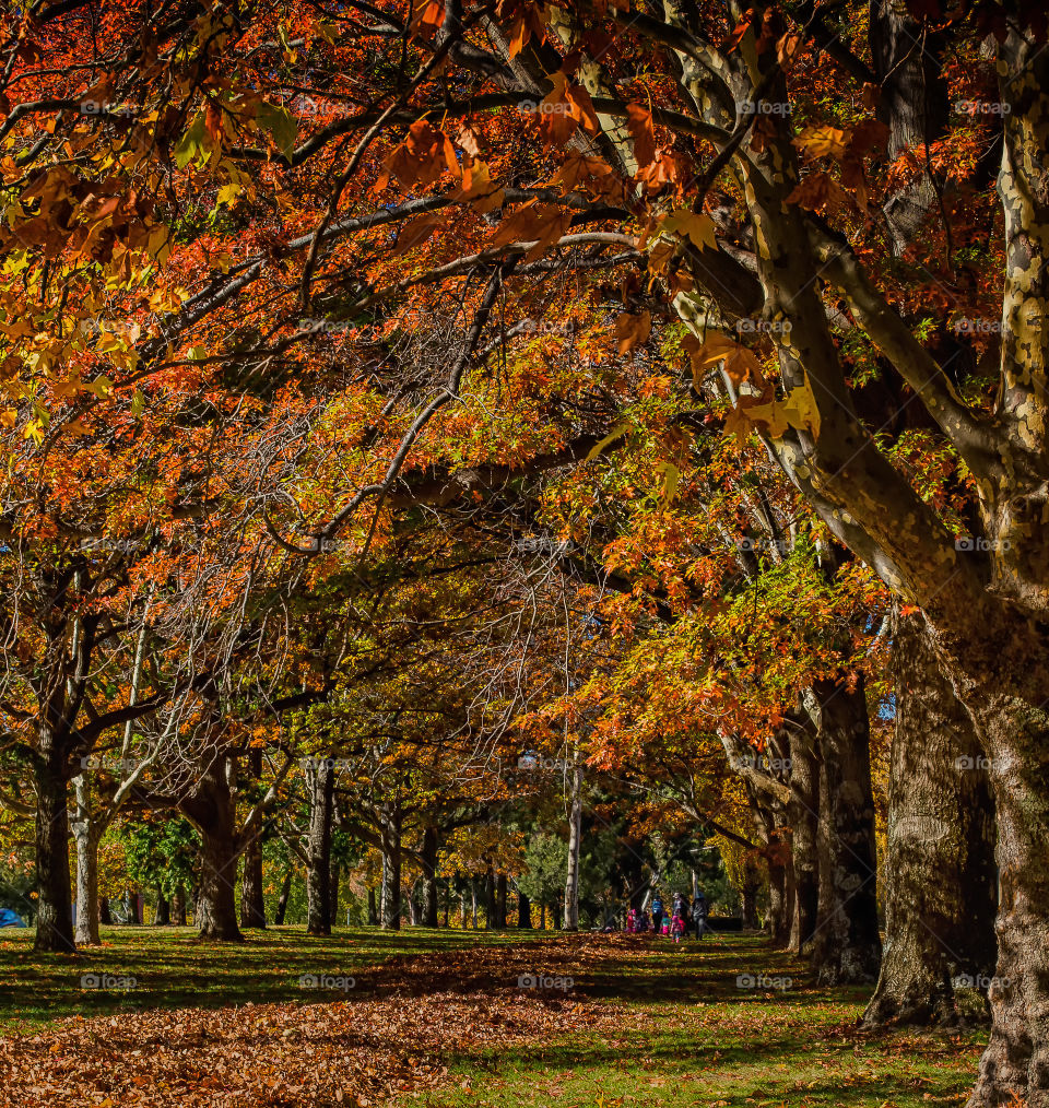 Autumn and parks in Canberra