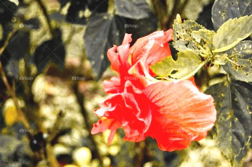 Lone Flower on the Wild!