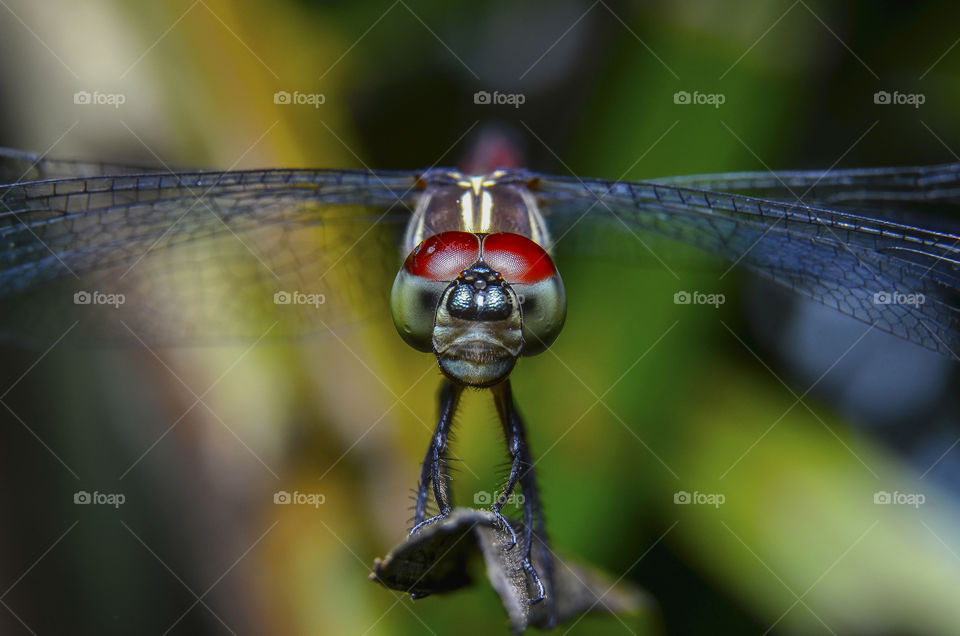 macro closeup on dragonfly