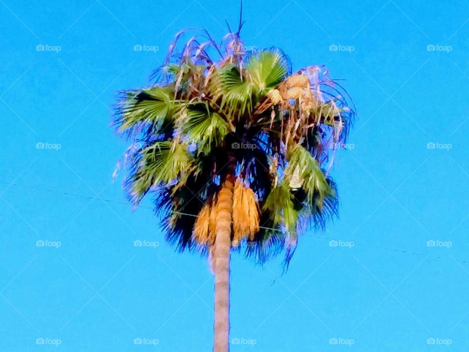 Stylized Palm Tree