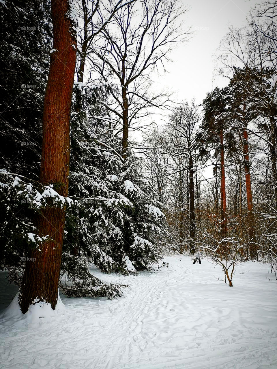 Winter forest.  Trees under the snow