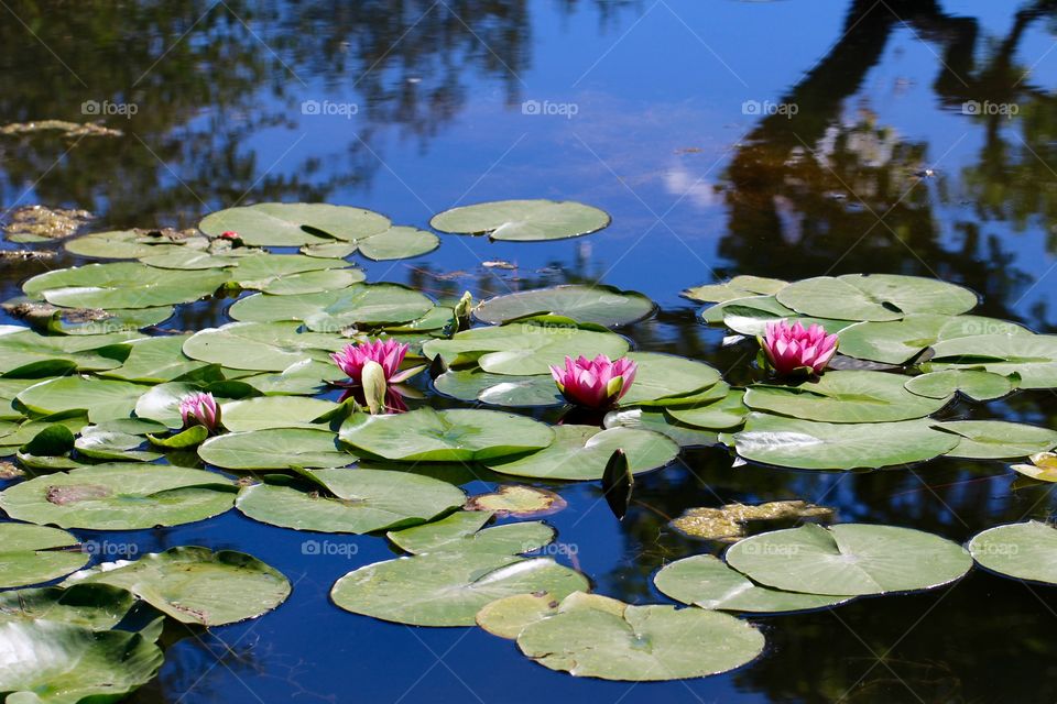 Quad of Waterlilies 3