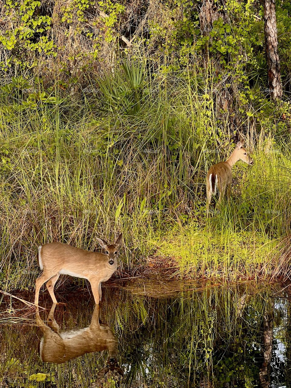 Two young whitetail female deer near the edge of a pond. Late afternoon sunlight creates warm shadows and reflection as they stop for a drink before walking back into the forest. One looks directly at the camera as the other heads into the reeds.