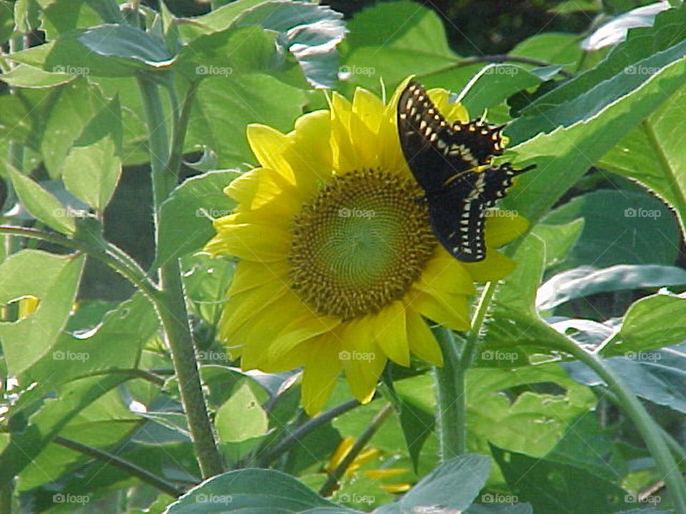 Sunflower Butterfly